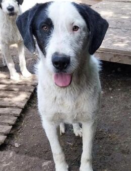 Gregor 63 cm - Alpenrod