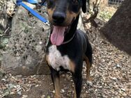 Anfängerhund Chemy sucht dringend# - Essen