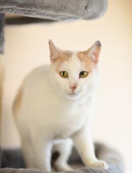 FeLV + Katze Korina - Grevenbroich