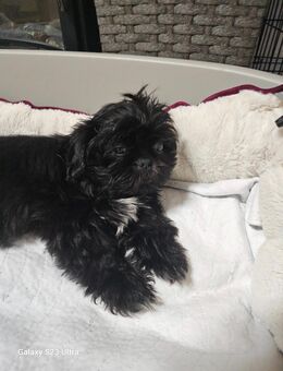 Shih tzu Welpen - Kamenz