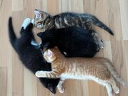 4 zauberhafte Kätzchen abzugeben / 3 weibliche Katzen und 1 Kater / Kitten - Aidlingen