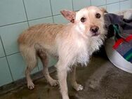 JOHNNY 💙 sucht seine Herzensmenschen - Fahrenzhausen