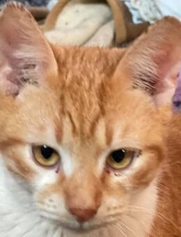 Robert, geb. ca. 02/2020, Griechenland - Markdorf