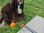 American Cocker Spaniel Rüde - Lindenschied
