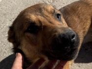 CHIARA💖charmant, sozial und offenherzig - Hamburg