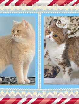 Wunderschöne BKH Britisch Kurzhaar Katzen mit Stammbaum - Meßkirch Zentrum