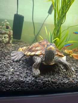 Höckerschildkröte / Wasserschildkröte - Neuss