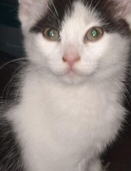Katzen babys 2mädels 1 junge - Mittenwald
