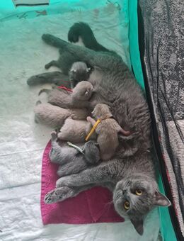 BKH Kitten - Germersheim