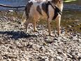 Aussie-Münsterländer mix Hündin abzugeben in 35083