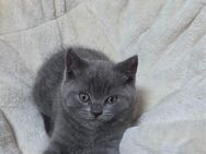 Bkh Kitten Blue und Lilac - Schwelm