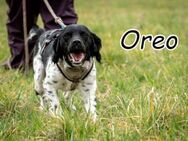 Oreo macht dein Leben knuspriger - Essingen (Rheinland-Pfalz)