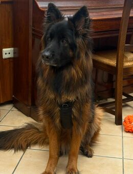 Altdeutscher Schäferhund Rüde - 3 Jahre - Arnsberg