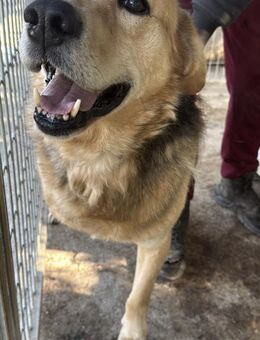 Jago - ein toller Kerl auf drei Beinen - Köln