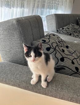 EKH Katzen Abzugeben 12 Wochen Alt - Aachen