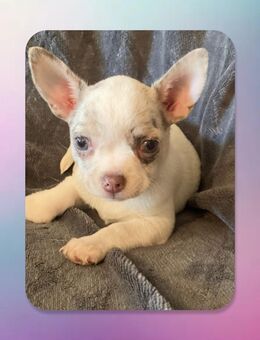 Chihuahua Welpe Mädchen reinrassig - Hannover Bothfeld-Vahrenheide