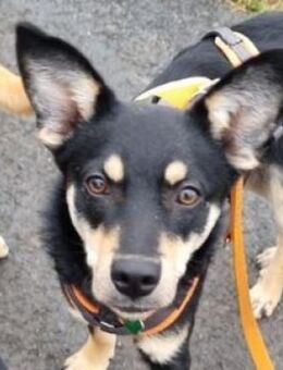 Kleine MIA sucht Zuhause - Gefrees