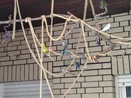 Wellensittiche - Schauenburg