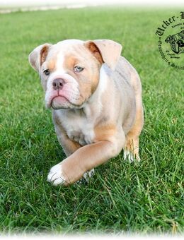 6 Old English Bulldog Welpen (Oeb) - Prenzlau