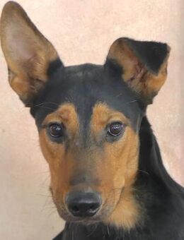 Oscar 8 -braucht Geduld u.Verständnis- - Oldenburg