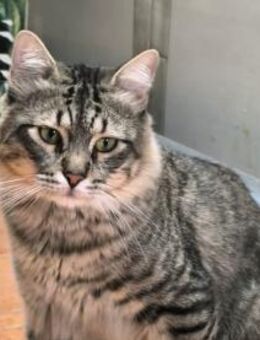 Langhaarkater Kit sucht DICH! - Walluf