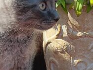 Langhaarkatzen Mix Kitten - Holzdorf
