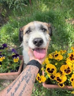 Harina eine liebevolle Hundemutter - Köln