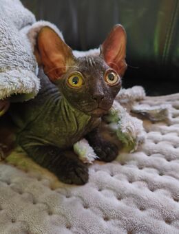 Sphynx Kitten Cleo - Fritzlar