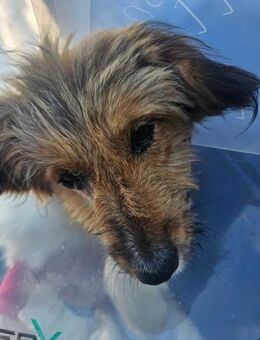 Tapfere Petra sucht tolle Menschen - Großefehn