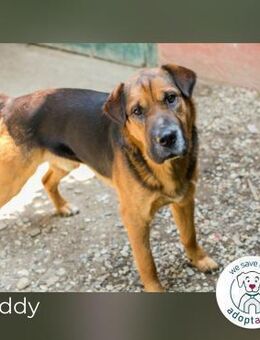 Buddy: Sucht ein Zuhause - Kirchzell