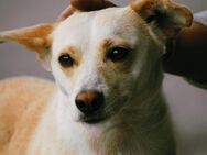 Kleiner gutmütiger BARRY sucht ♥️ ‼️ - München