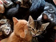 Main Coon Mix Kätzchen suchen einen neuen Dosenöffner - Leutkirch (Allgäu)