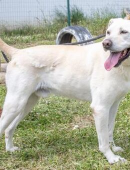 Lucas, ein toller Typ - Brunstorf