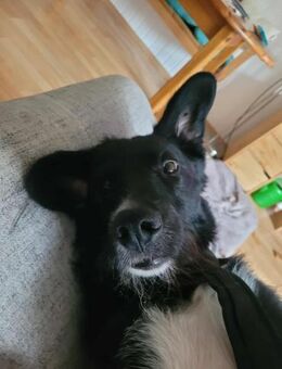 LOGAN sucht ein neues Zuhause - Mylau