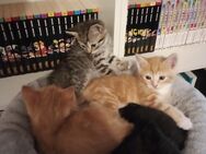Zuckersüße BKH Mix Kitten suchen ihr Traumzuhause - Laatzen