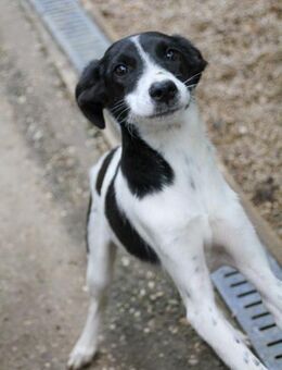 Ilias möchte die Welt kennenlernen - Schwabach