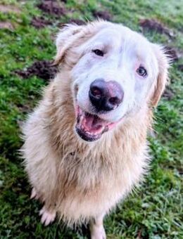 Arik - Recklinghausen