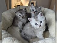 BKH reinrassige Kitten - Bad Oldesloe