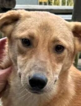 GORBI-ein richtiger Goldschatz, 52 cm - Rösrath