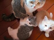 2 BKH Kitten (Katze,Kater) - Harzgerode