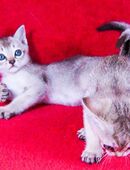 Singapura Kitten – Top-Stammbaum & sehr  zärtlich in 44799