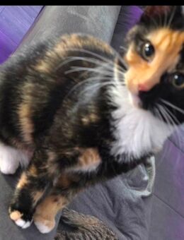 Maine Coon Glückskätzchen Mix - Bergneustadt