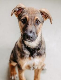 Junghund Charlie - Kallmünz