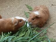 Junge Meerschweinchen. - Erkelenz