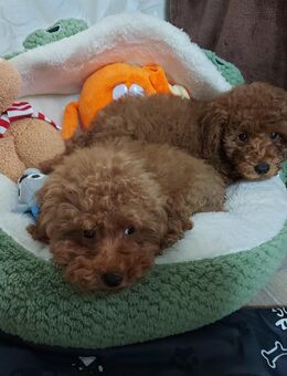 Toypudel Welpen Stammbaum - Kaufbeuren