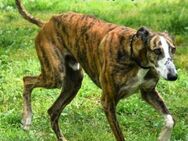 Lalo2 wunderschöner junger Galgo 9/23 ES - Ruppertsecken