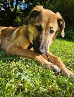Leander - liebenswert und ruhig - Heppenheim (Bergstraße)
