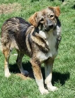 NOTFALL ❣️Brinya die sanfte Seele❣️ - Eislingen (Fils)