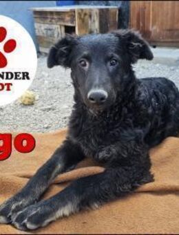 Junghund Vigo sucht seine Menschen - Margetshöchheim