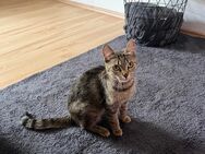 Katze braucht dringend neues Zuhause. - Radeberg